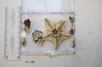 Media type: image;   Invertebrate Zoology ECH-7196 Description: Preserved specimen.;